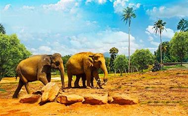 斯里兰卡大象孤儿院3