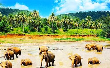 斯里兰卡大象孤儿院1