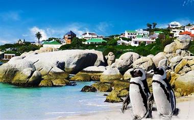 南非企鵝灘2