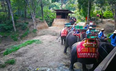 泰国大象1