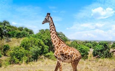肯尼亚马赛马拉国家保护区1