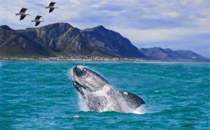 南非观鲸之旅精选8\9日游重庆出发