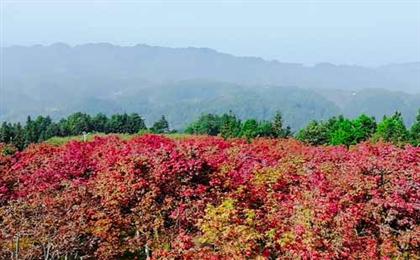 巴南五洲园、观生态园林红叶一日游赏红枫
