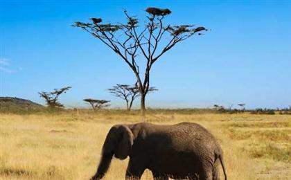 重庆到肯尼亚纯玩动物嘉年华10日游之旅<纯玩不进店，5大动物保护区>动物嘉年华