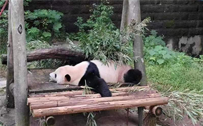 [純玩]重慶市內(nèi)品質(zhì)一日游[重慶動物園+白公館+渣滓洞+磁器口]<含動物園門票|不含渣白換車>市內(nèi)小包團(tuán)B線一日游