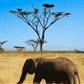 重庆到肯尼亚纯玩动物嘉年华10日游之旅<纯玩不进店，5大动物保护区>